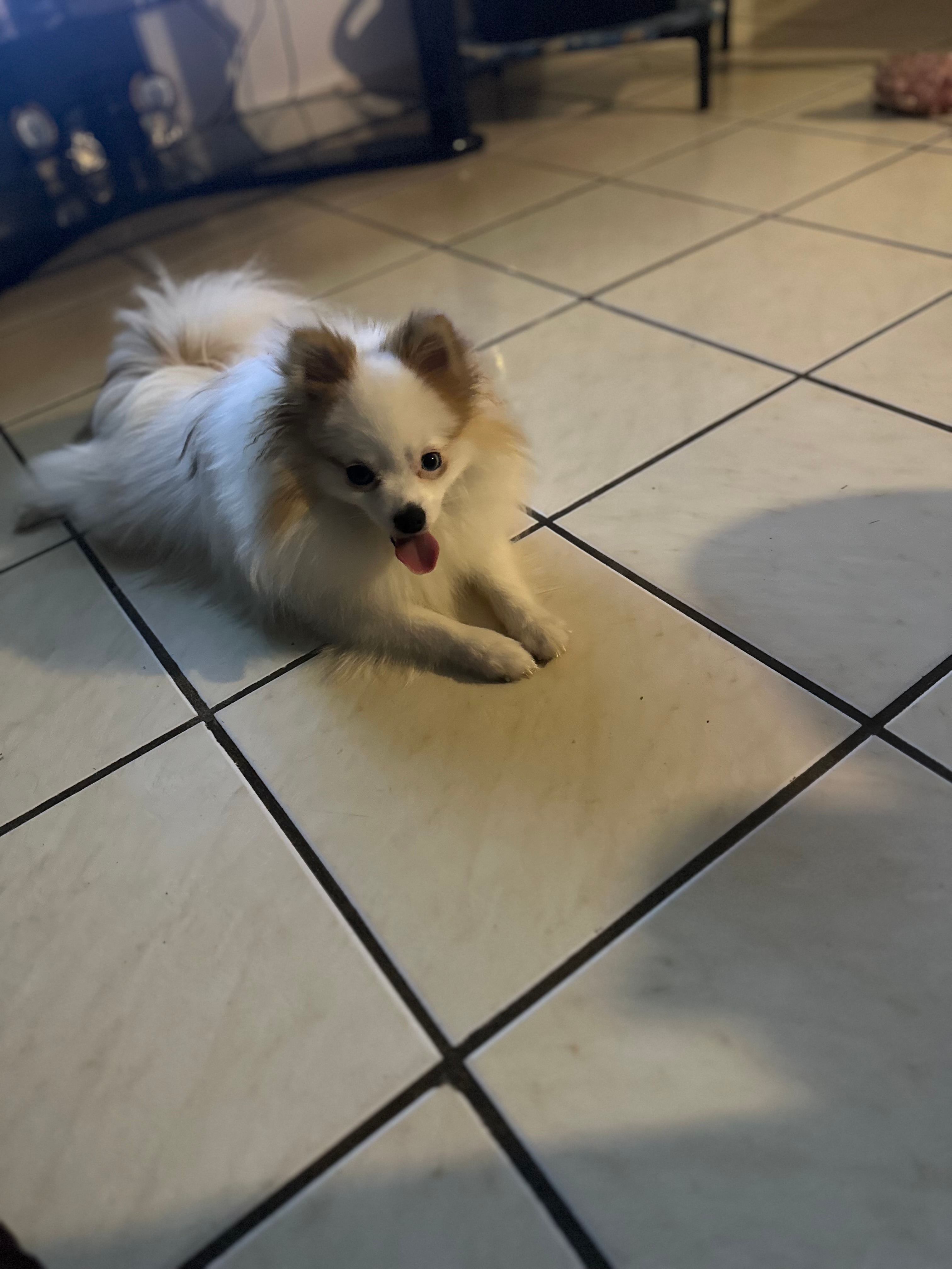 Hypoallergenic Pomeranian Purebred Pup