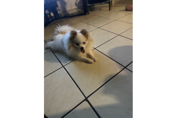 Hypoallergenic Pomeranian Purebred Pup