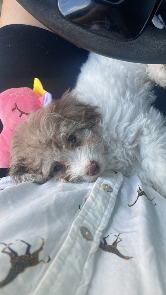 Poodle