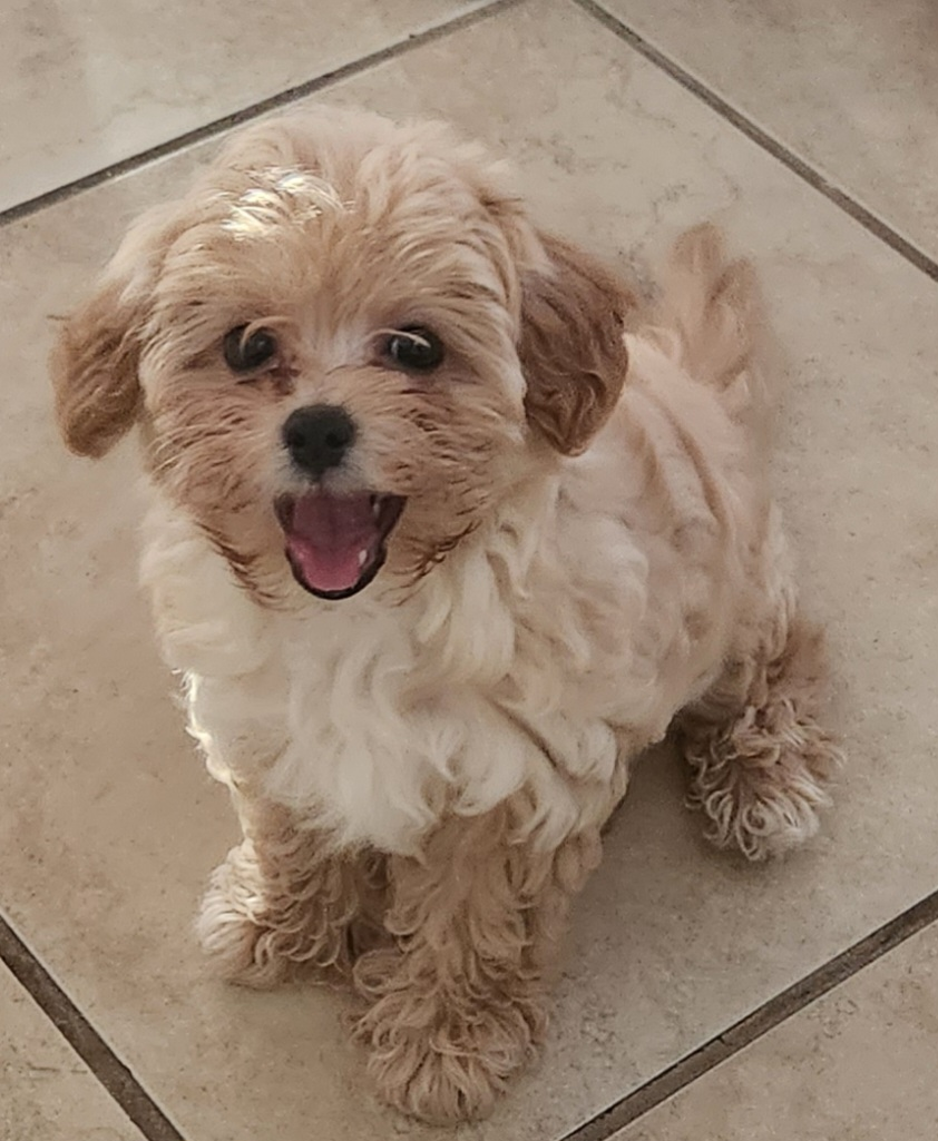 Small Maltipoo Baby