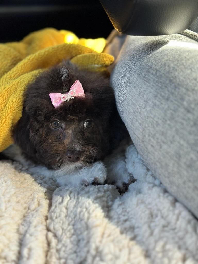 Poodle Pup Being Cute