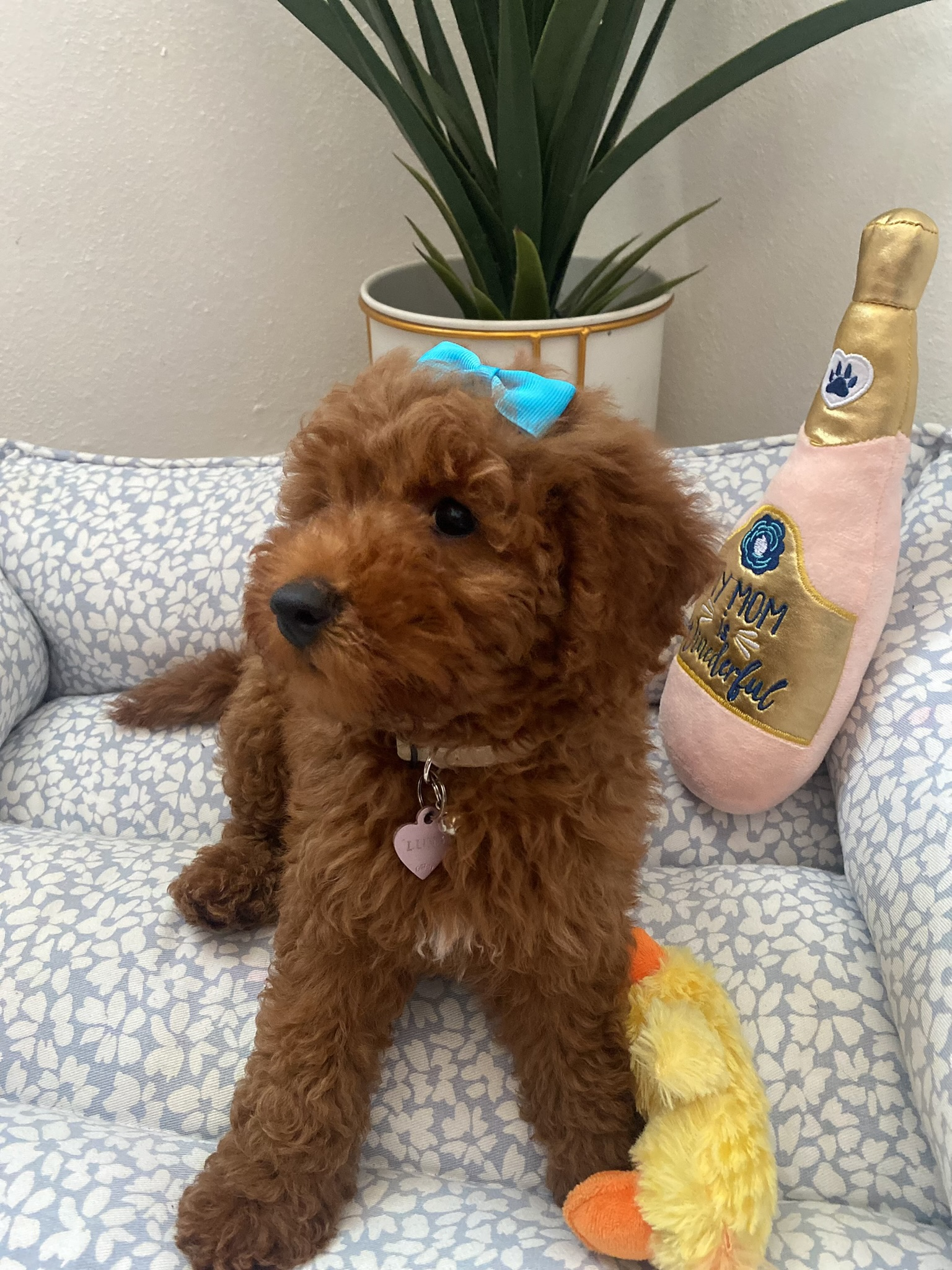 Mini Goldendoodle Puppy for Adoption
