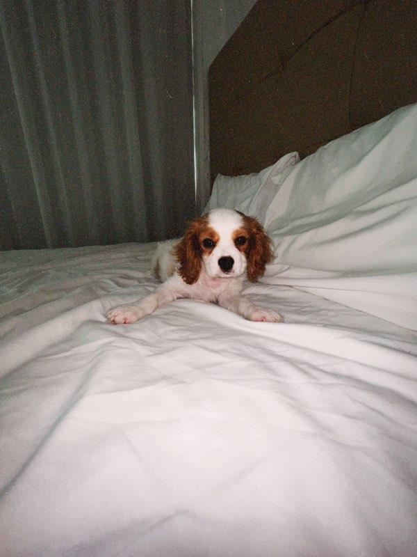 Cute Cavalier King Charles Spaniel Purebred Puppy