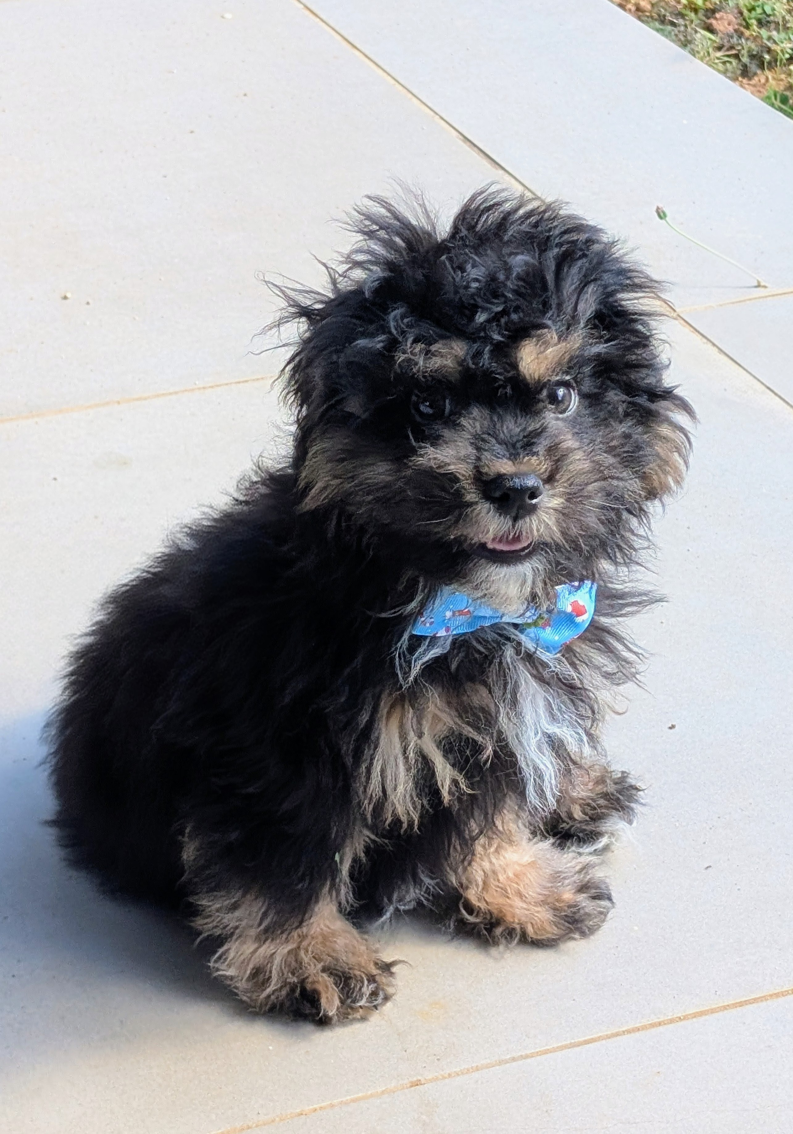 Havapoo Puppy for Adoption