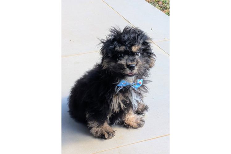 Havapoo Puppy for Adoption