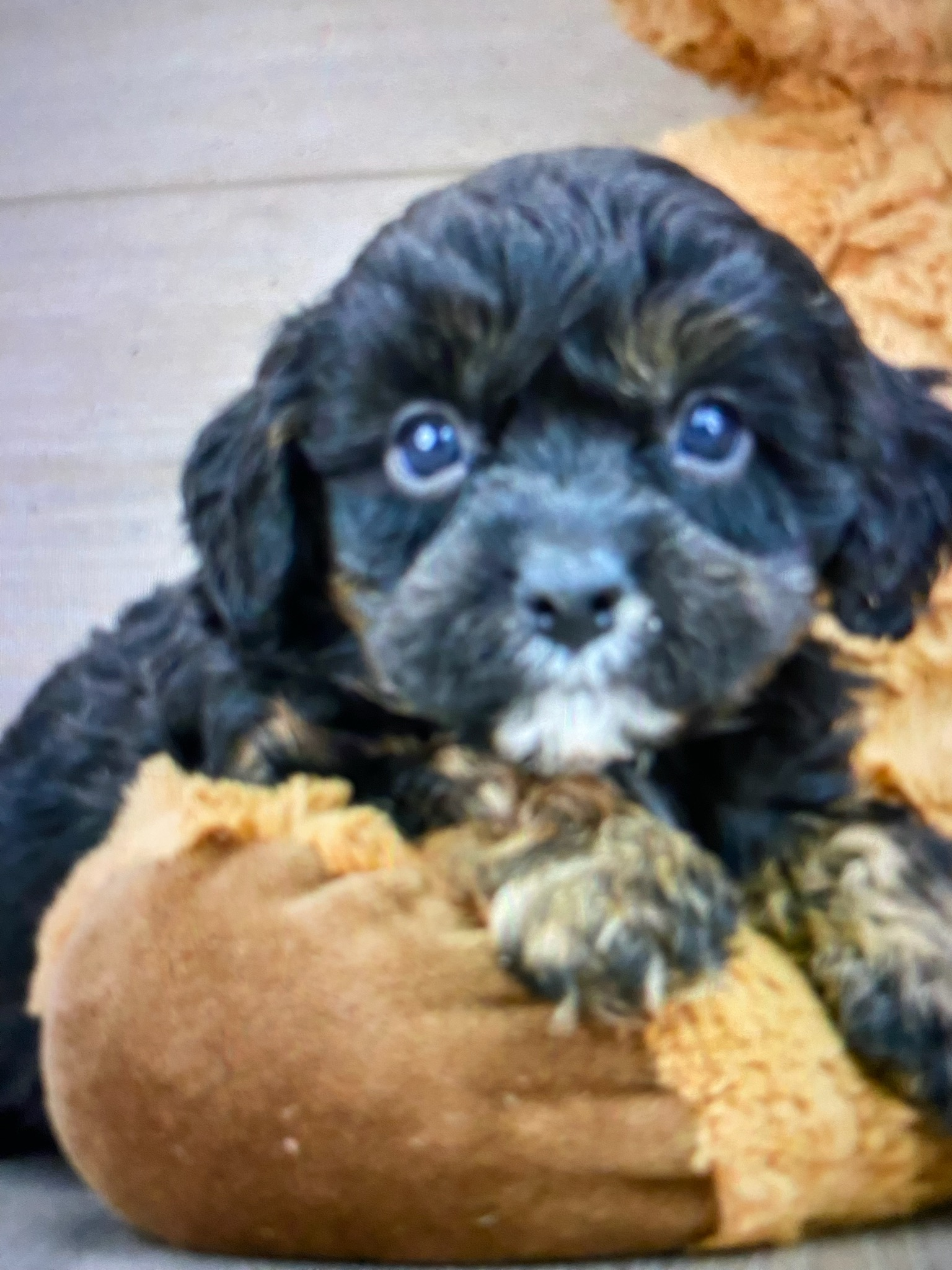 Cavapoo Pup Being Cute
