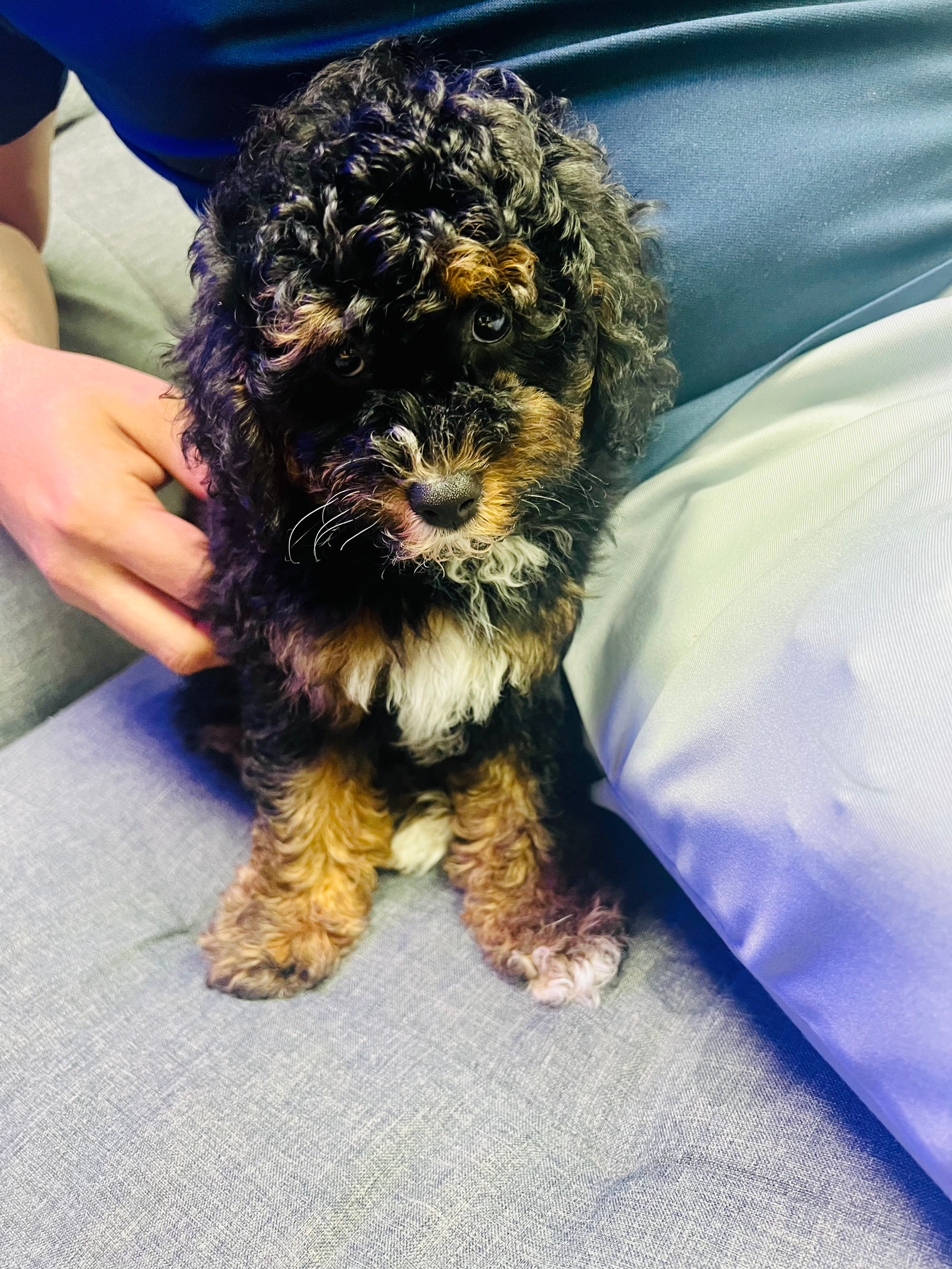 Poodle Pup Being Cute