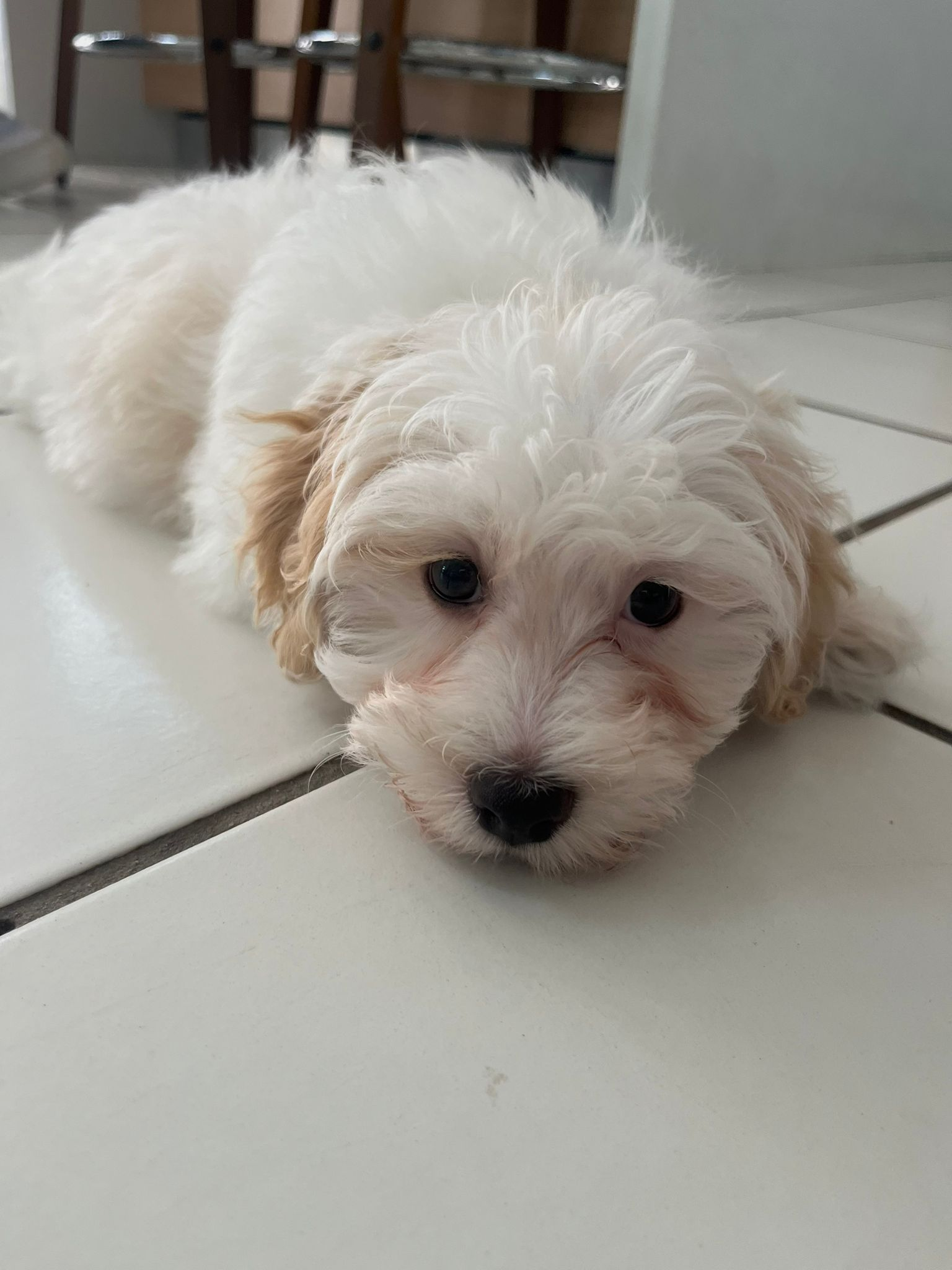 Cute Havapoo Baby