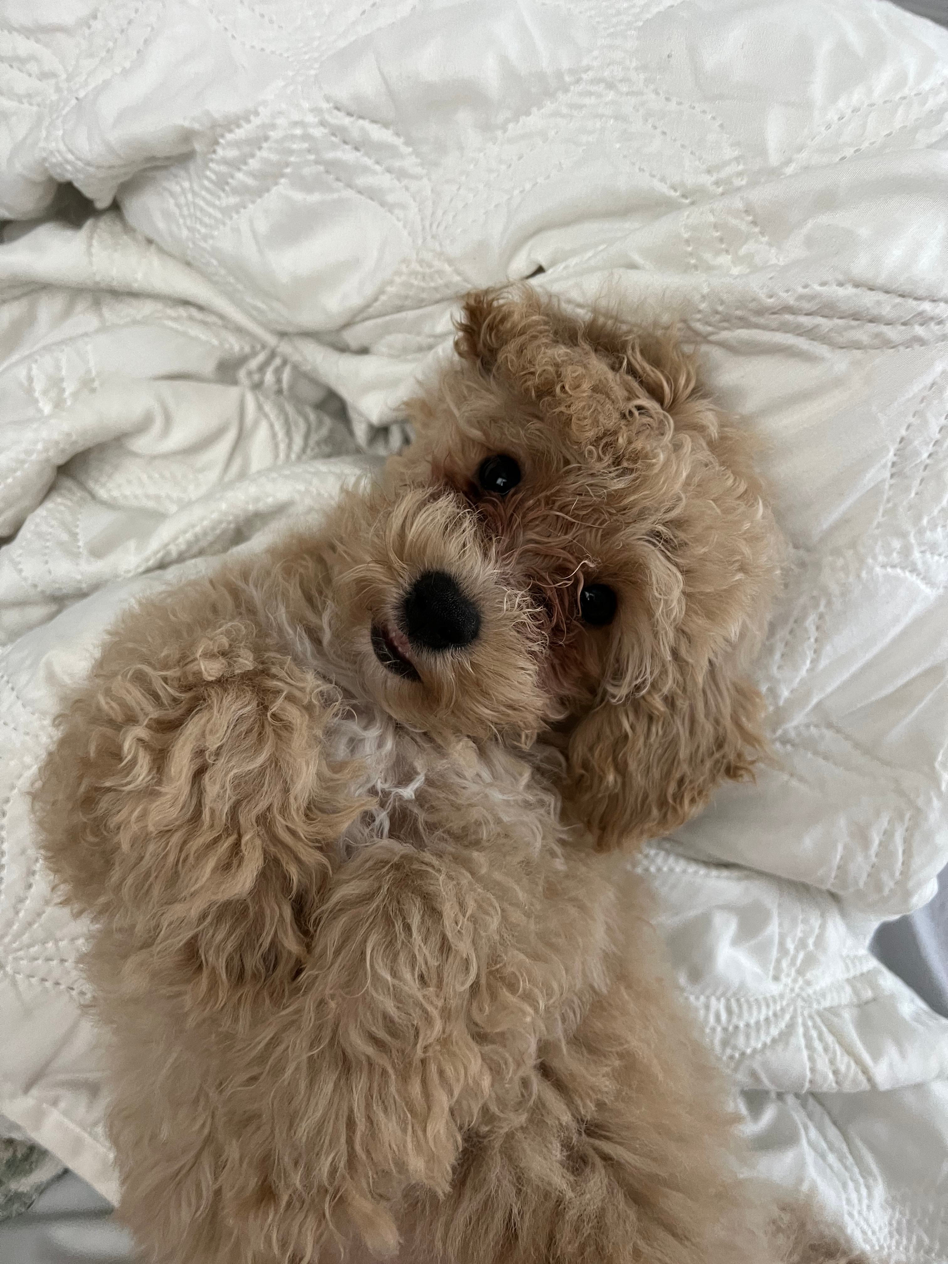 Best Poochon Baby