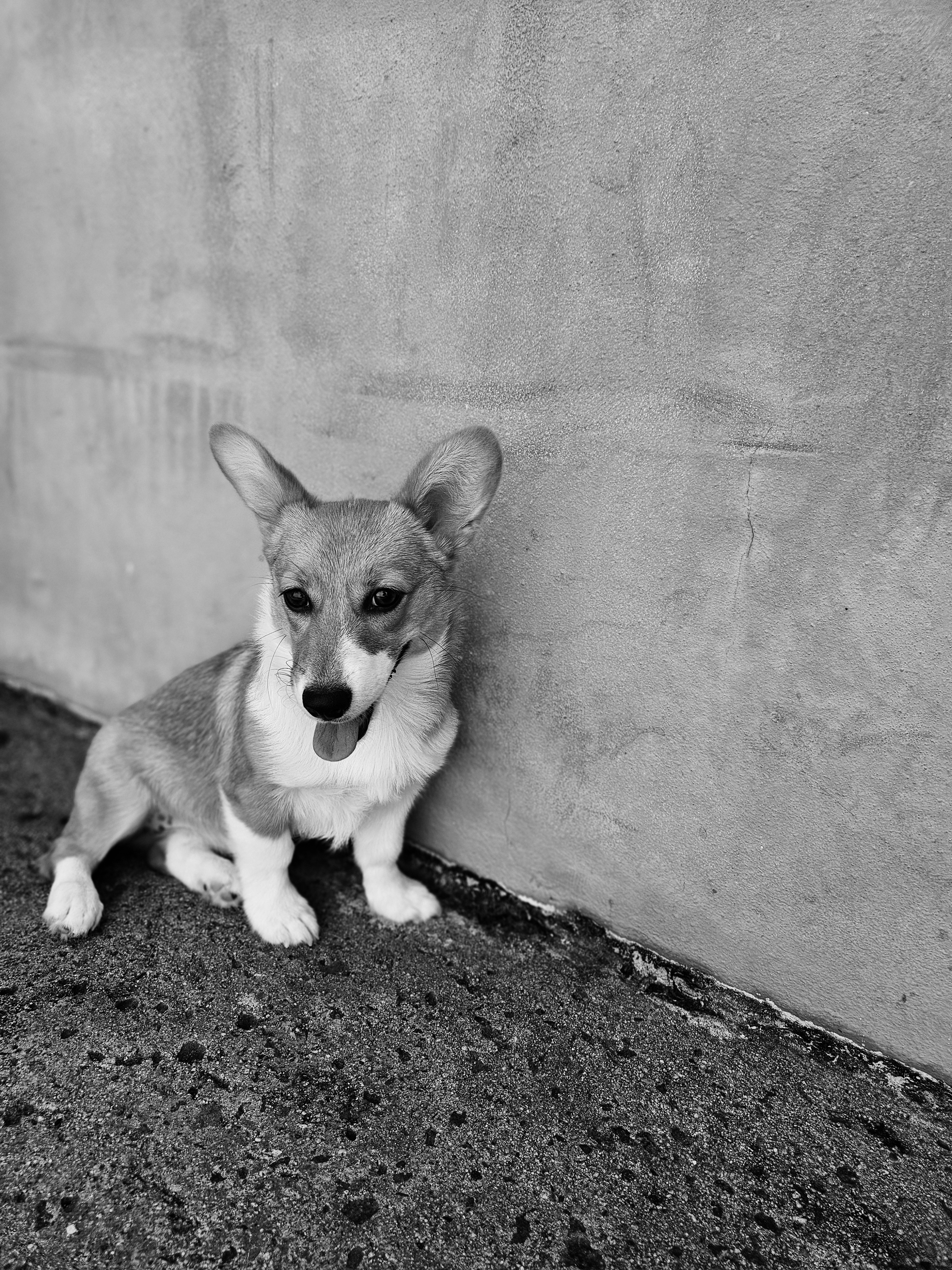 Pembroke Welsh Corgi Puppy for Adoption