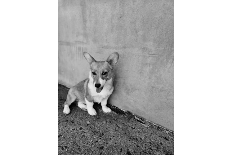 Pembroke Welsh Corgi Puppy for Adoption