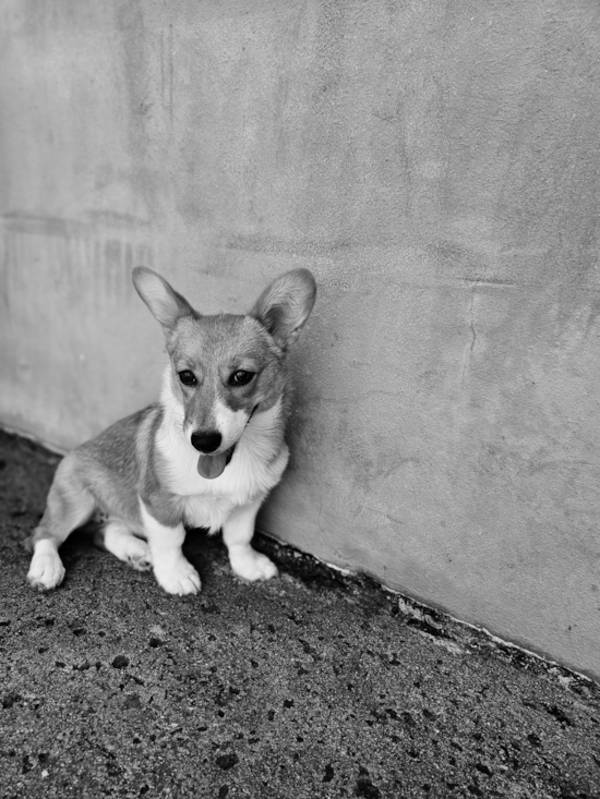 Pembroke Welsh Corgi