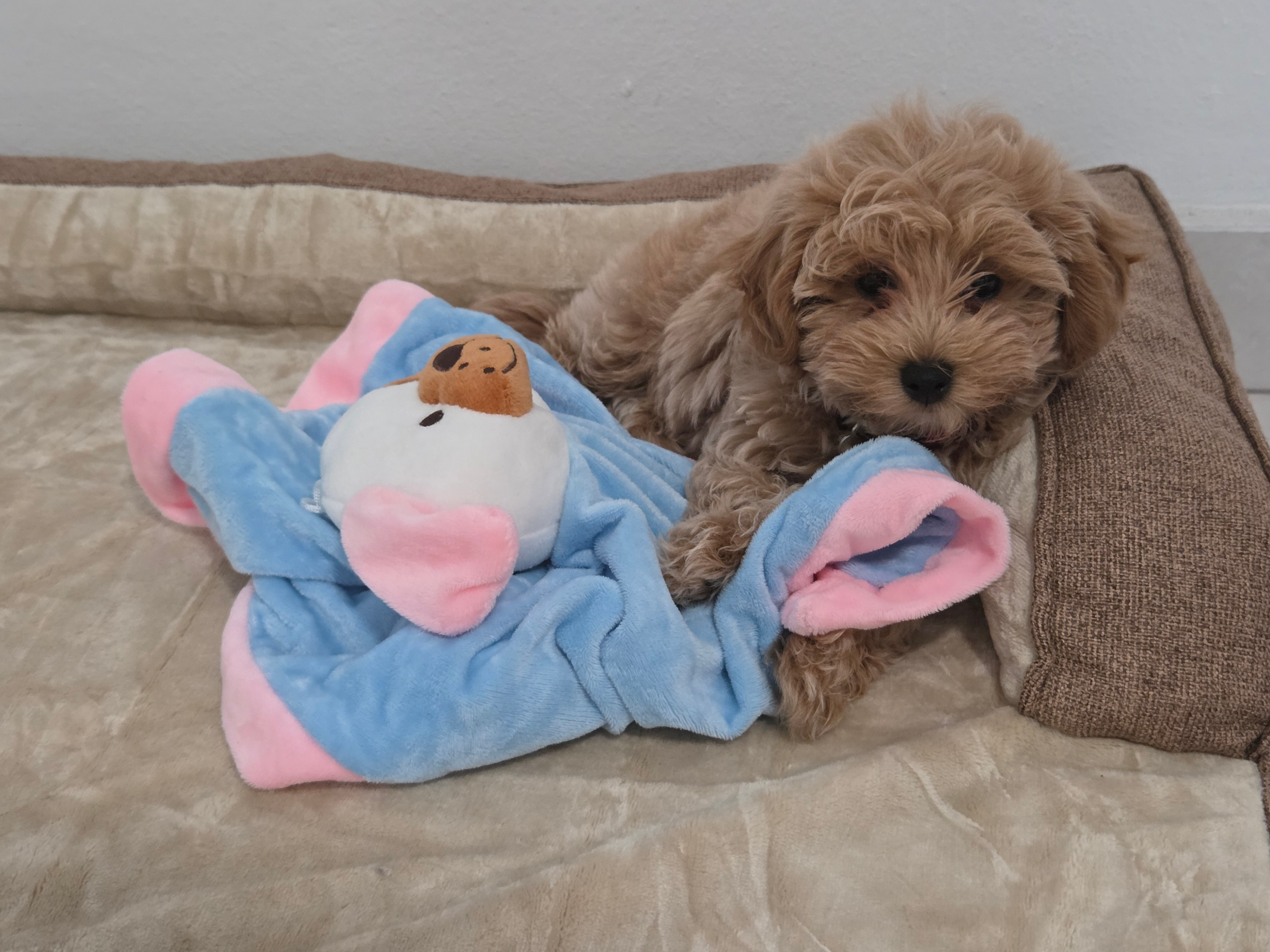 Best Maltipoo Baby