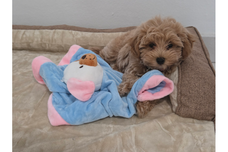 Meet Pecan - our Maltipoo Puppy Photo  1/3 - Puppy Love PR Best Maltipoo Baby