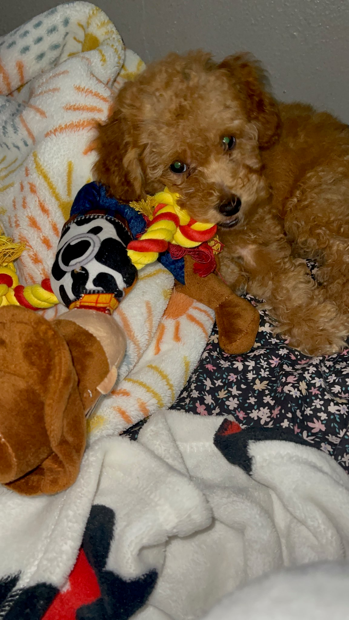 Poodle Pup Being Cute