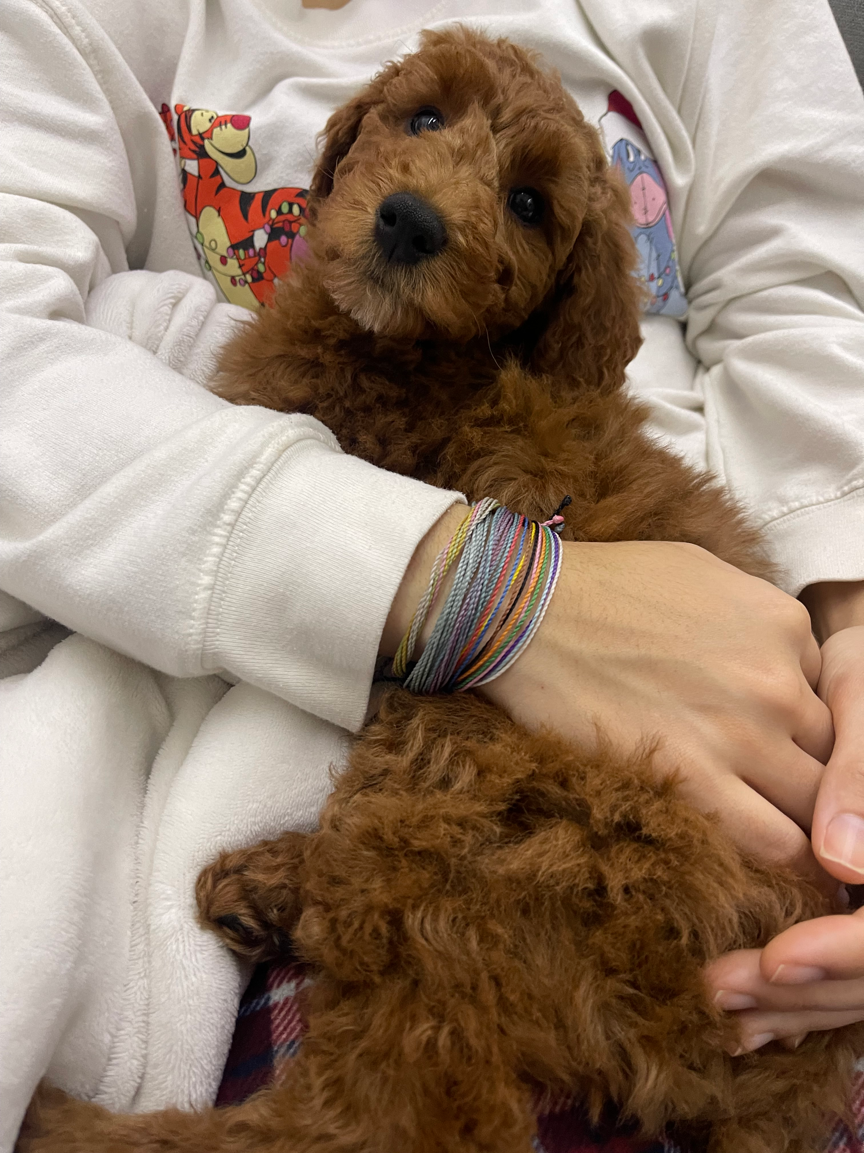 Best Mini Goldendoodle Baby