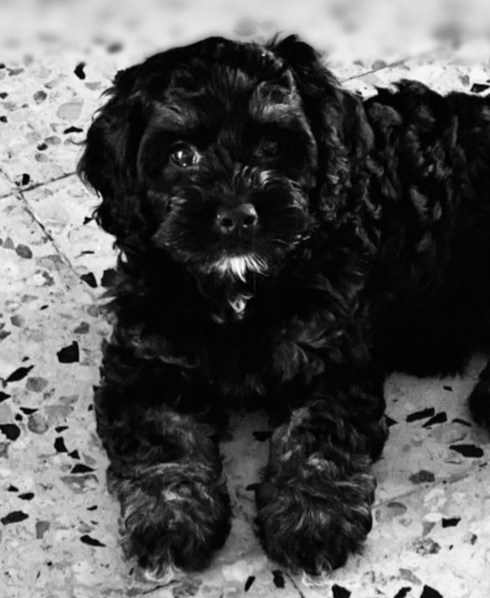 Cockapoo