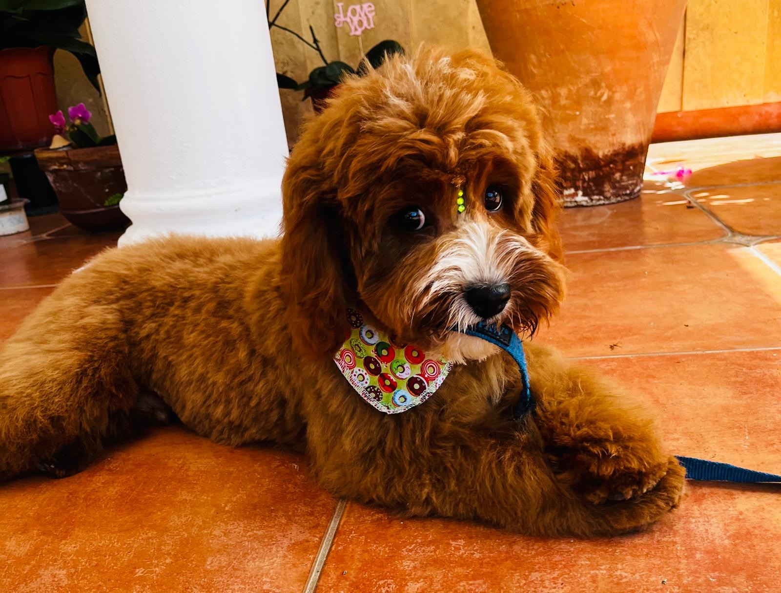 Cavapoo Puppy for Adoption