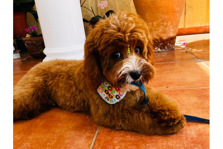 Cavapoo Puppy for Adoption