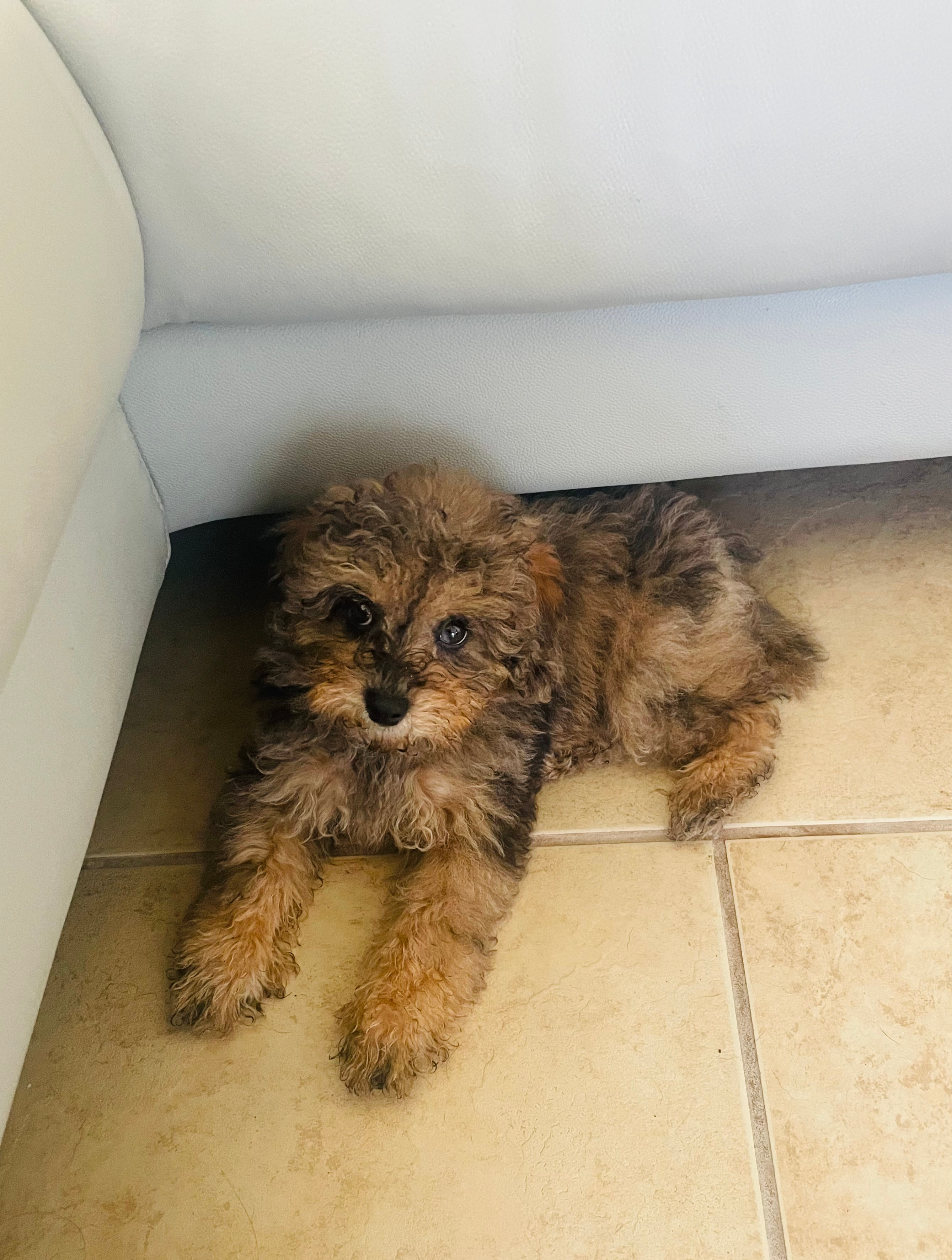 Best Poodle Baby
