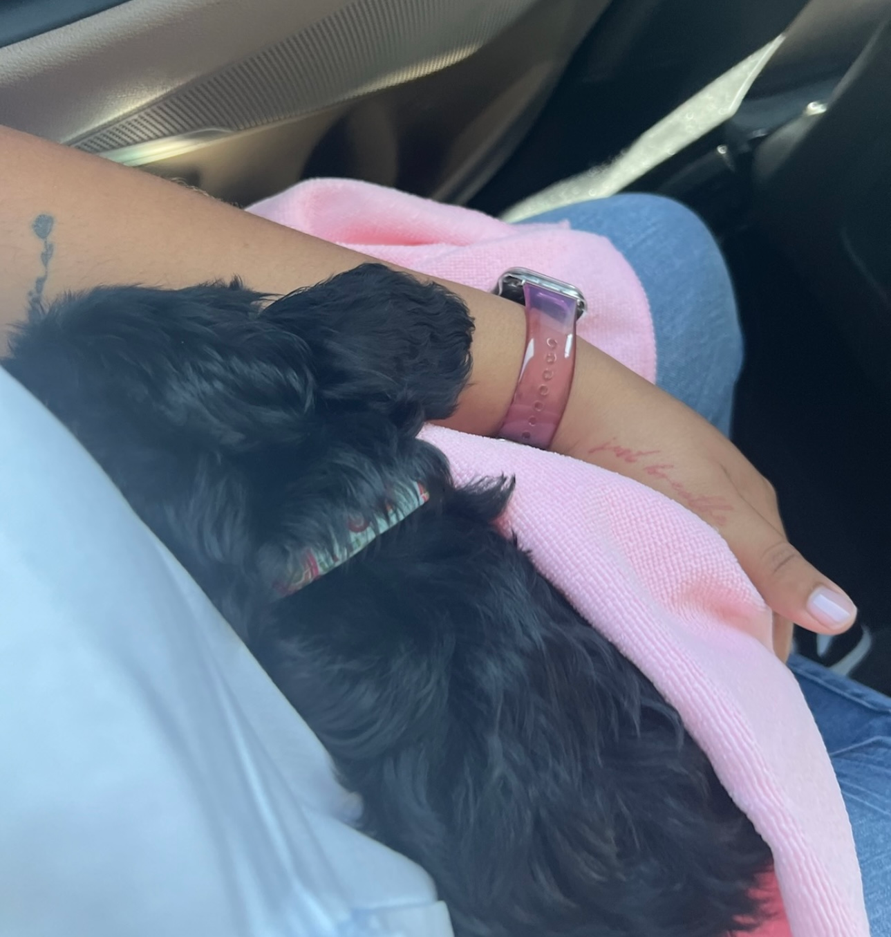 Best Cavapoo Baby