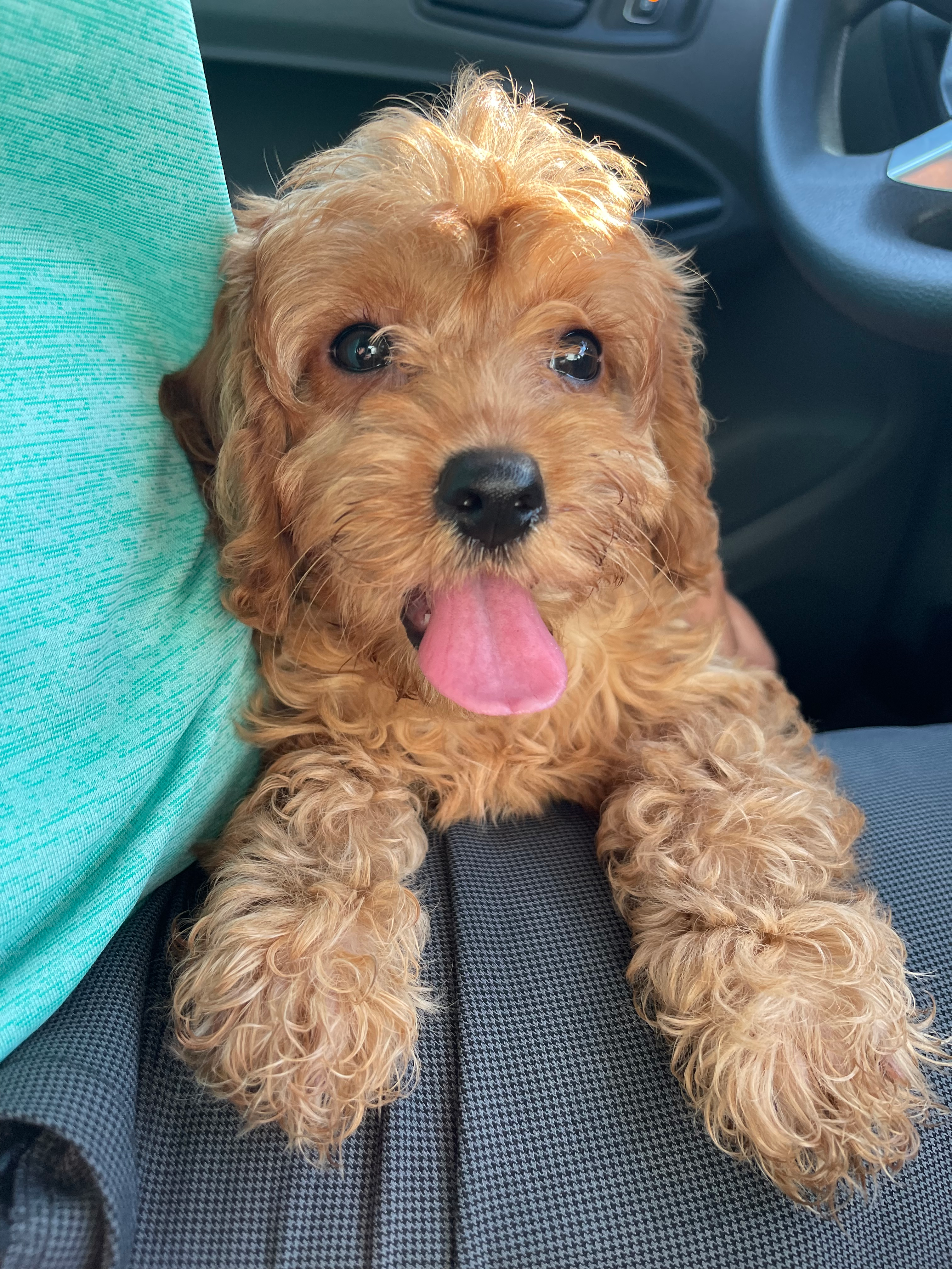 Cute Cavoodle Poodle Mix Puppy