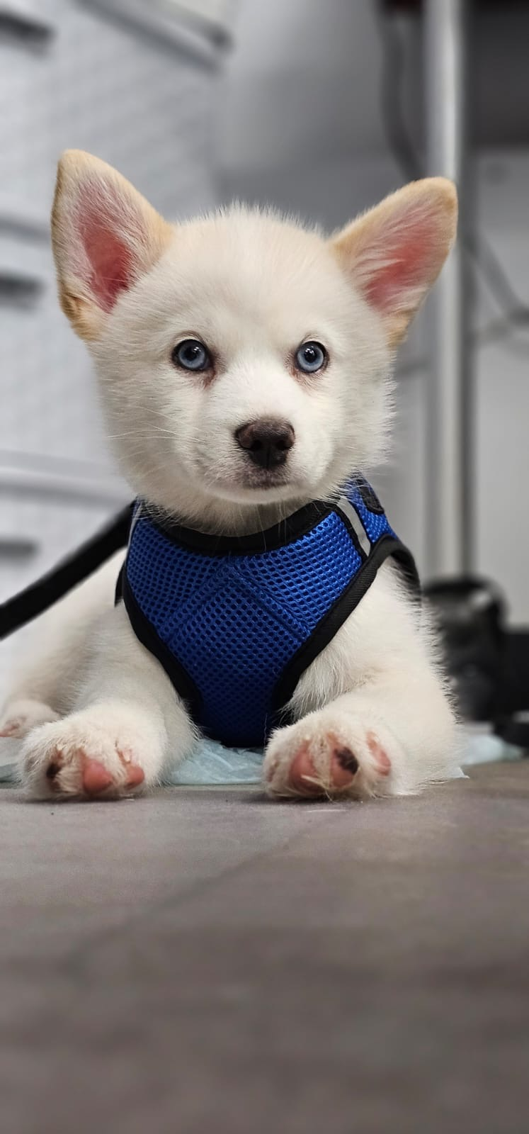 Cute Pomsky Baby