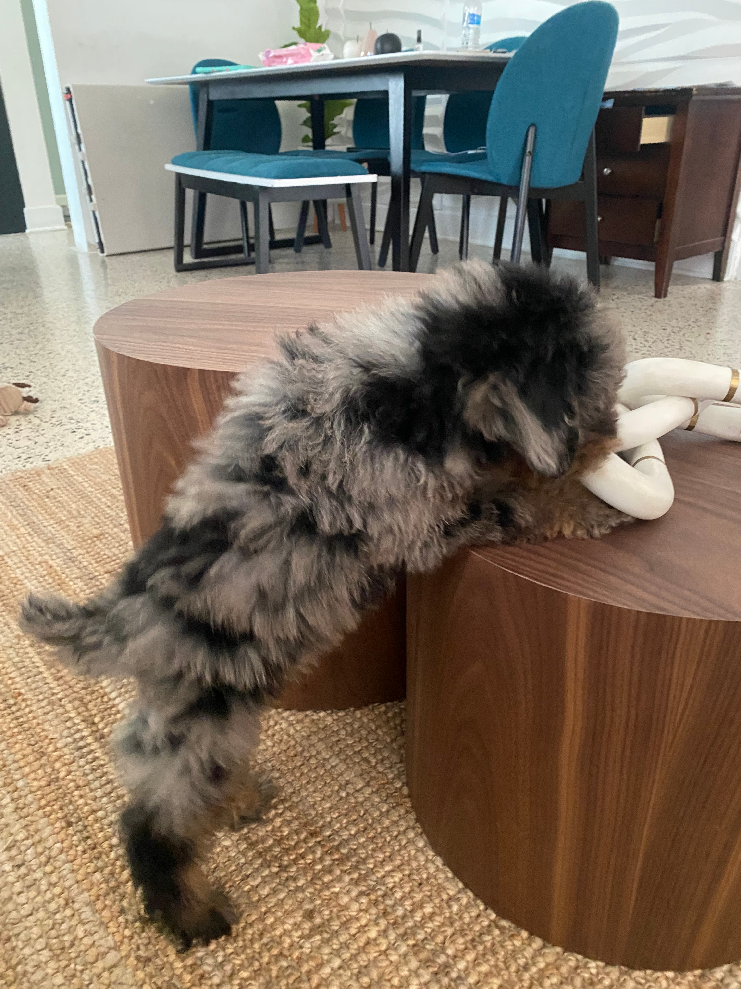 Poodle Puppy for Adoption
