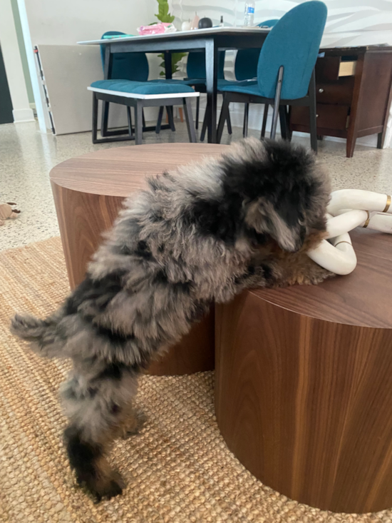 Poodle
