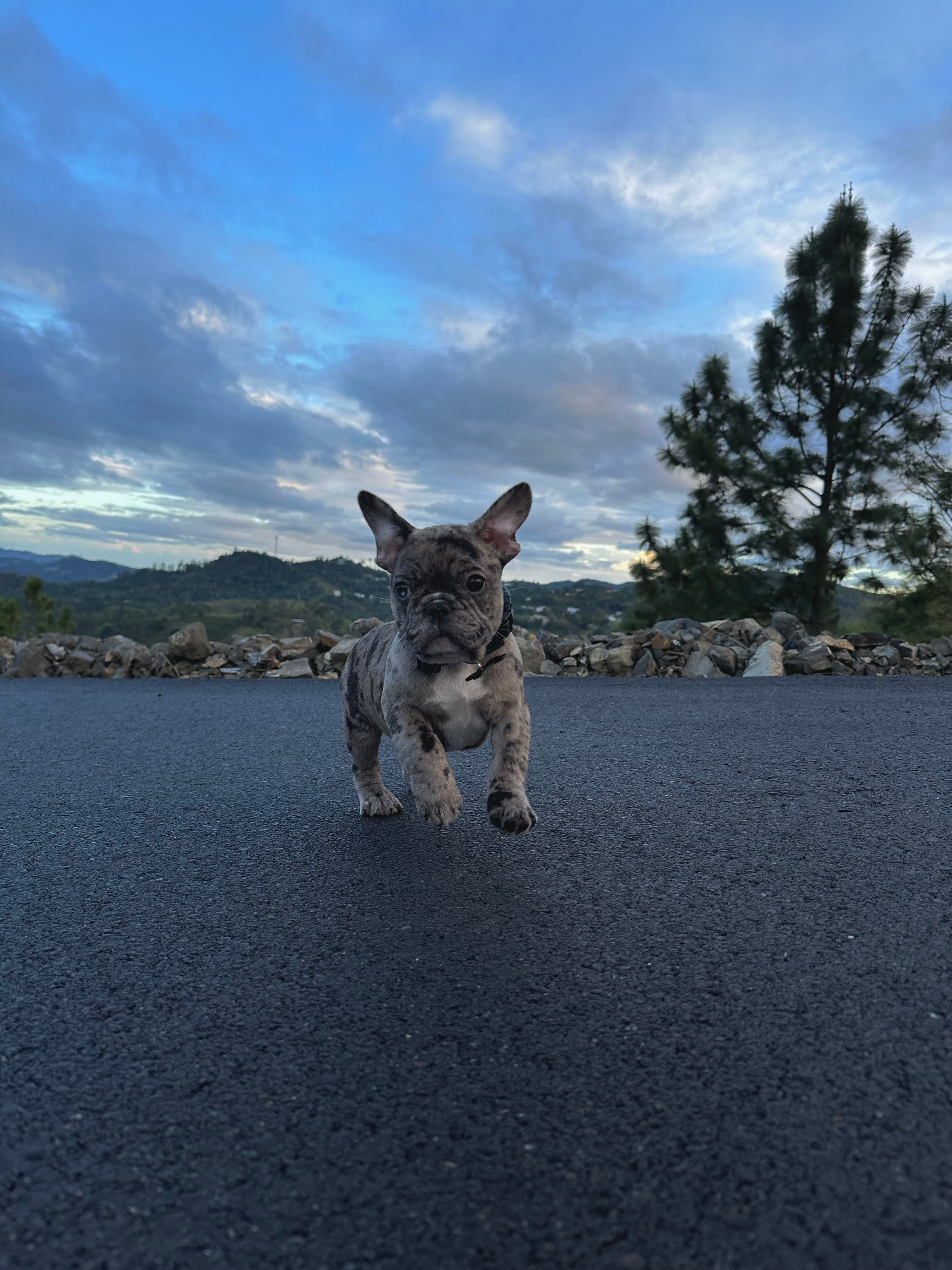 Cute Frenchie Purebred Puppy