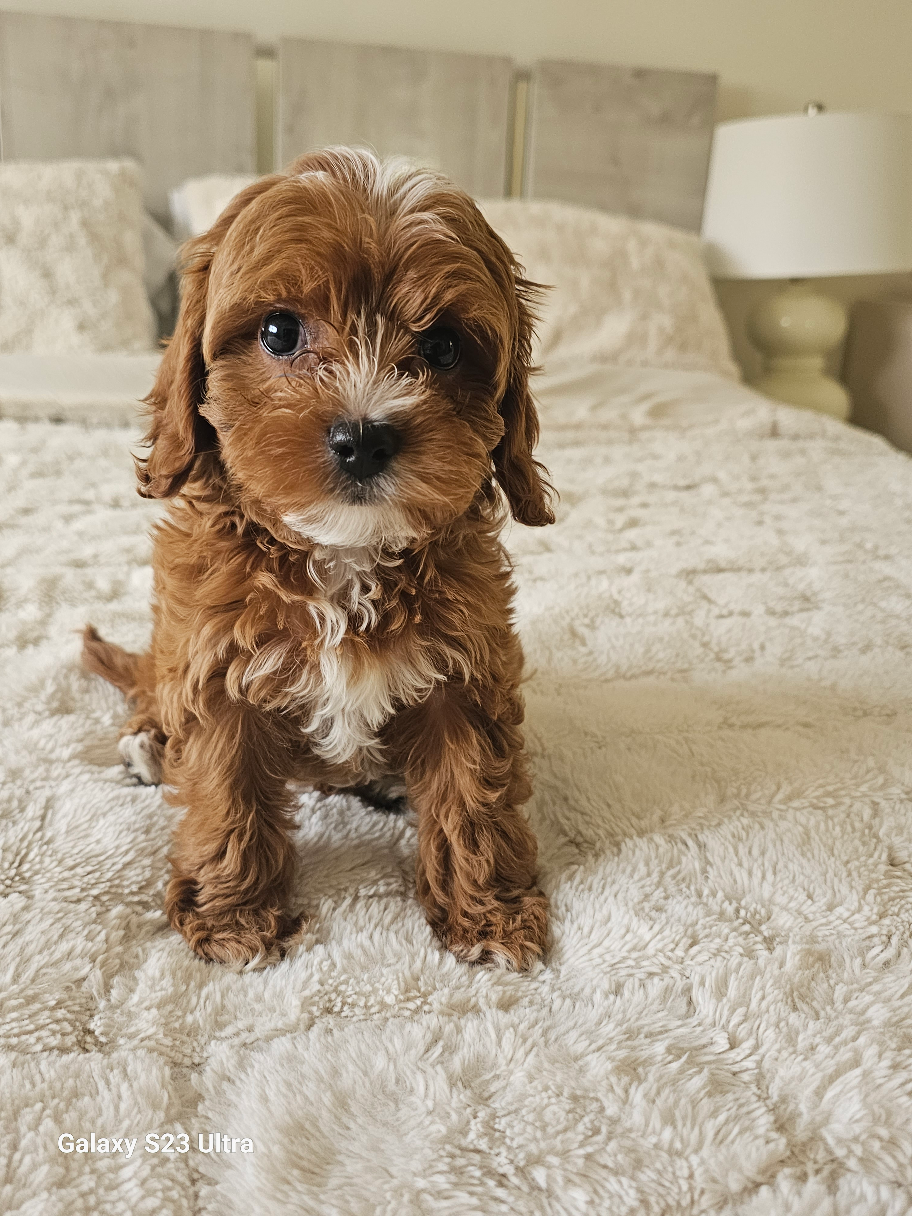 Cavapoo Pup Being Cute