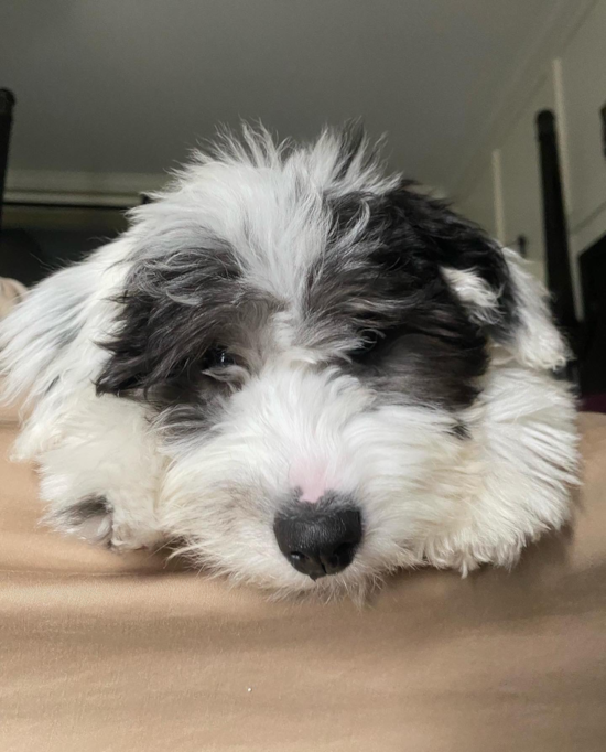 Mini Sheepadoodle