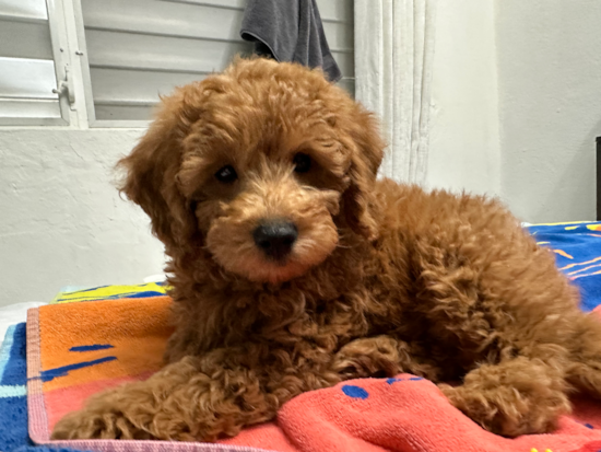 Mini Goldendoodle