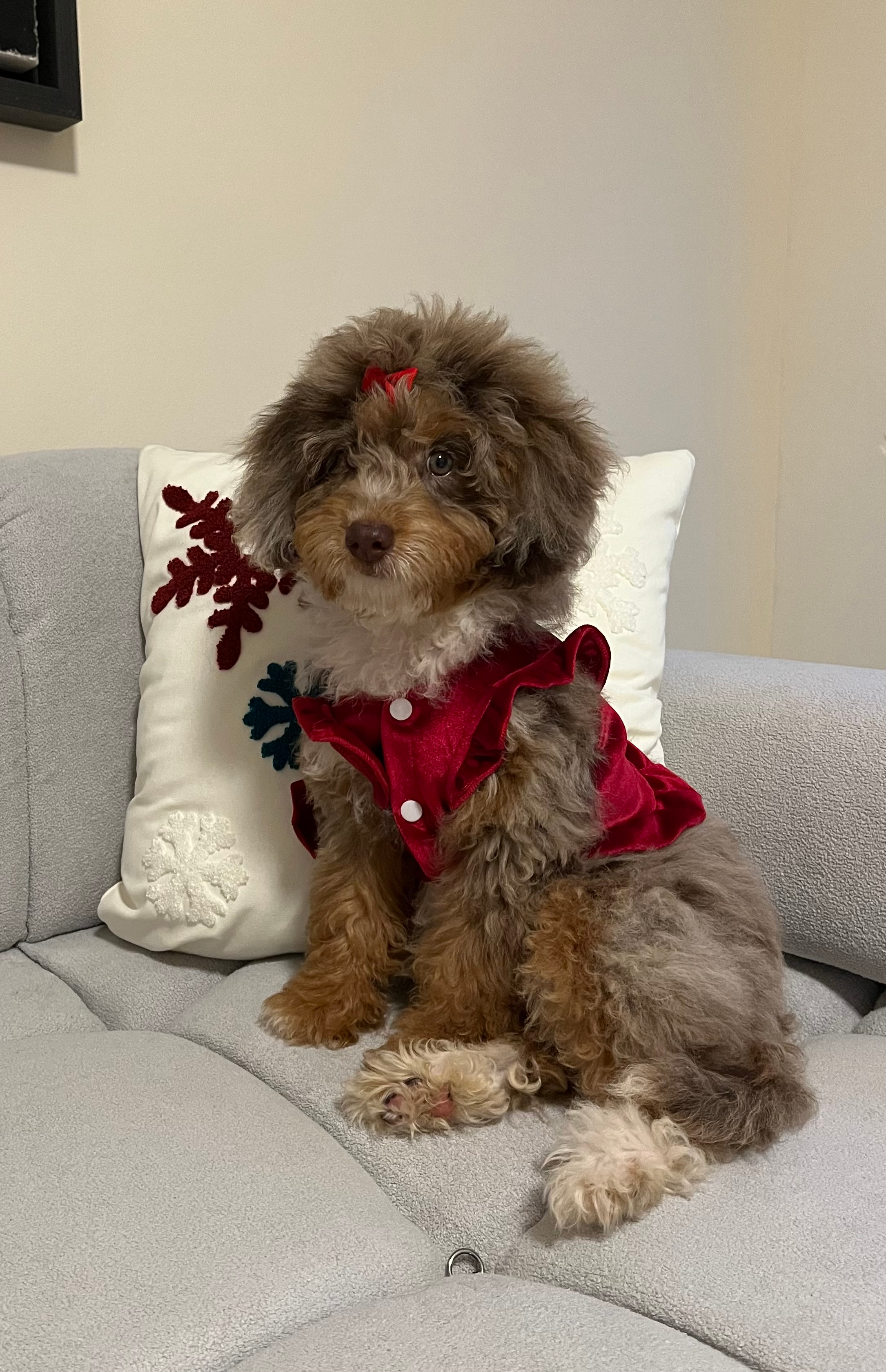 Mini Aussiedoodle Puppy for Adoption
