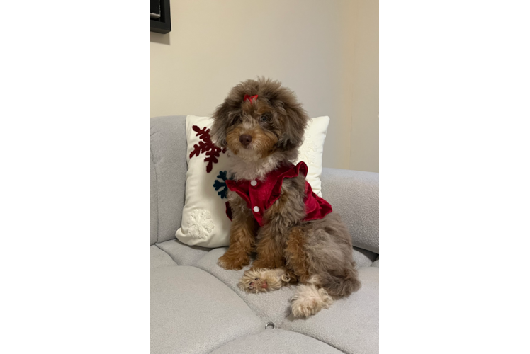 Mini Aussiedoodle Puppy for Adoption