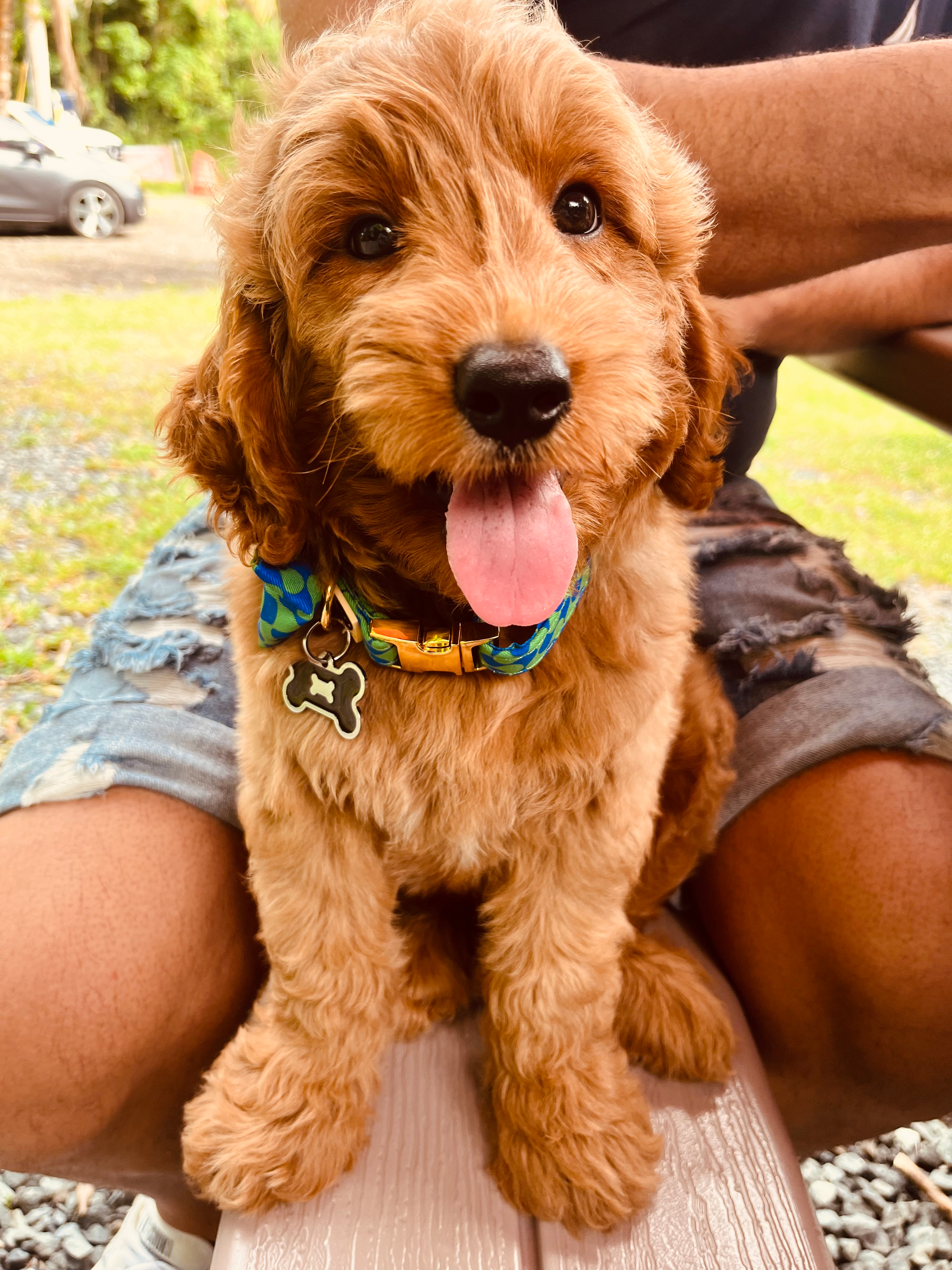 Mini Goldendoodle Puppy for Adoption