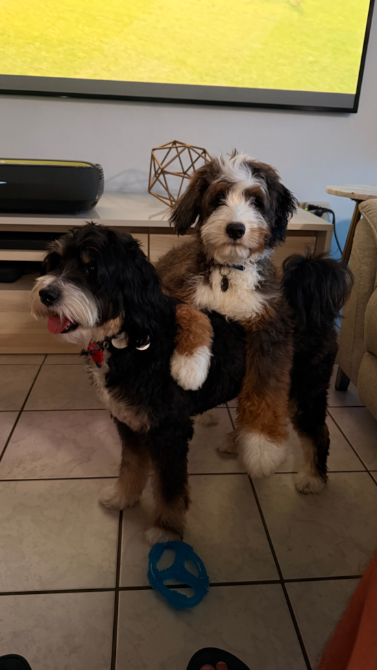 Mini Bernedoodle