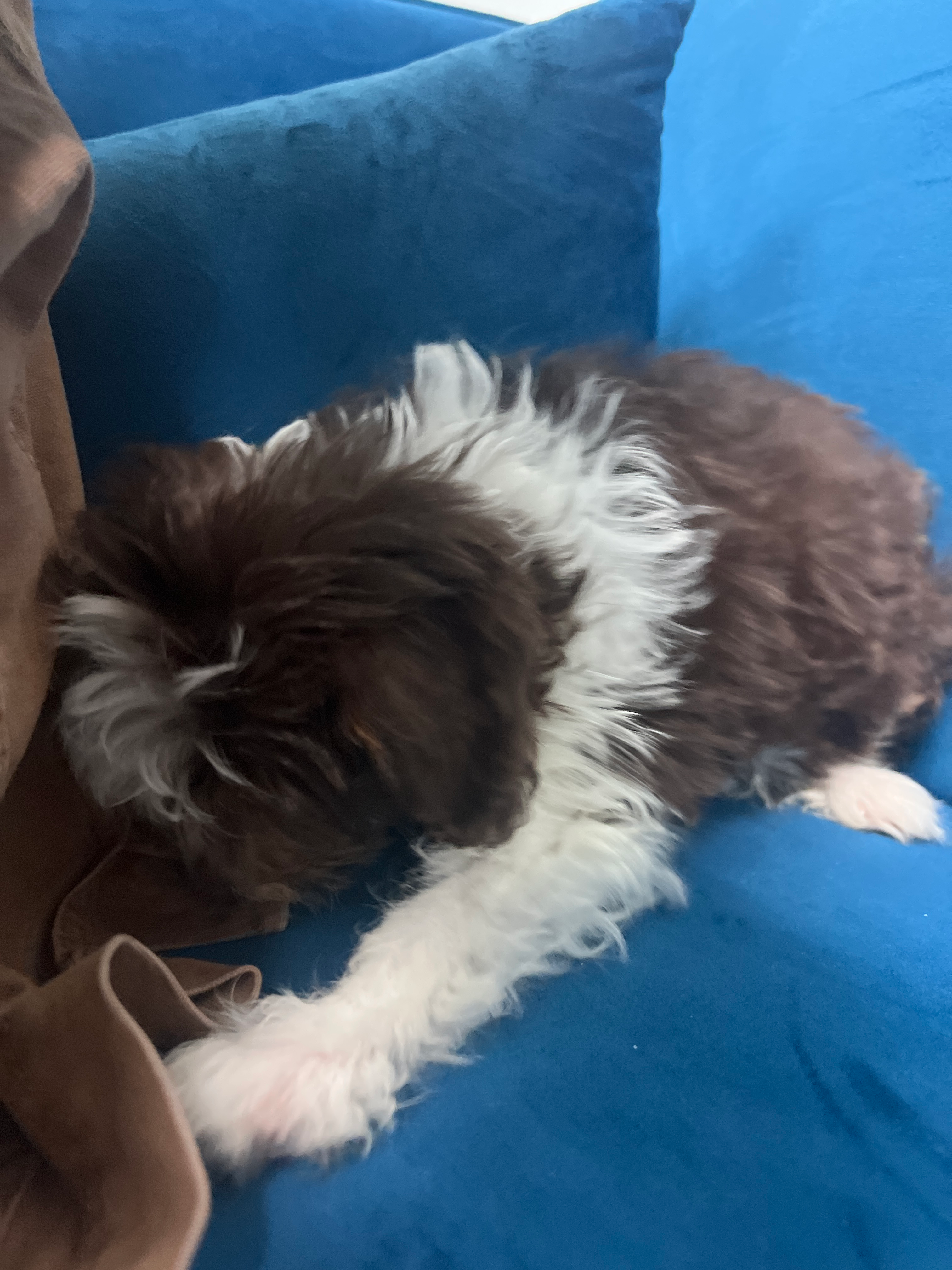 Mini Aussiedoodle Puppy for Adoption