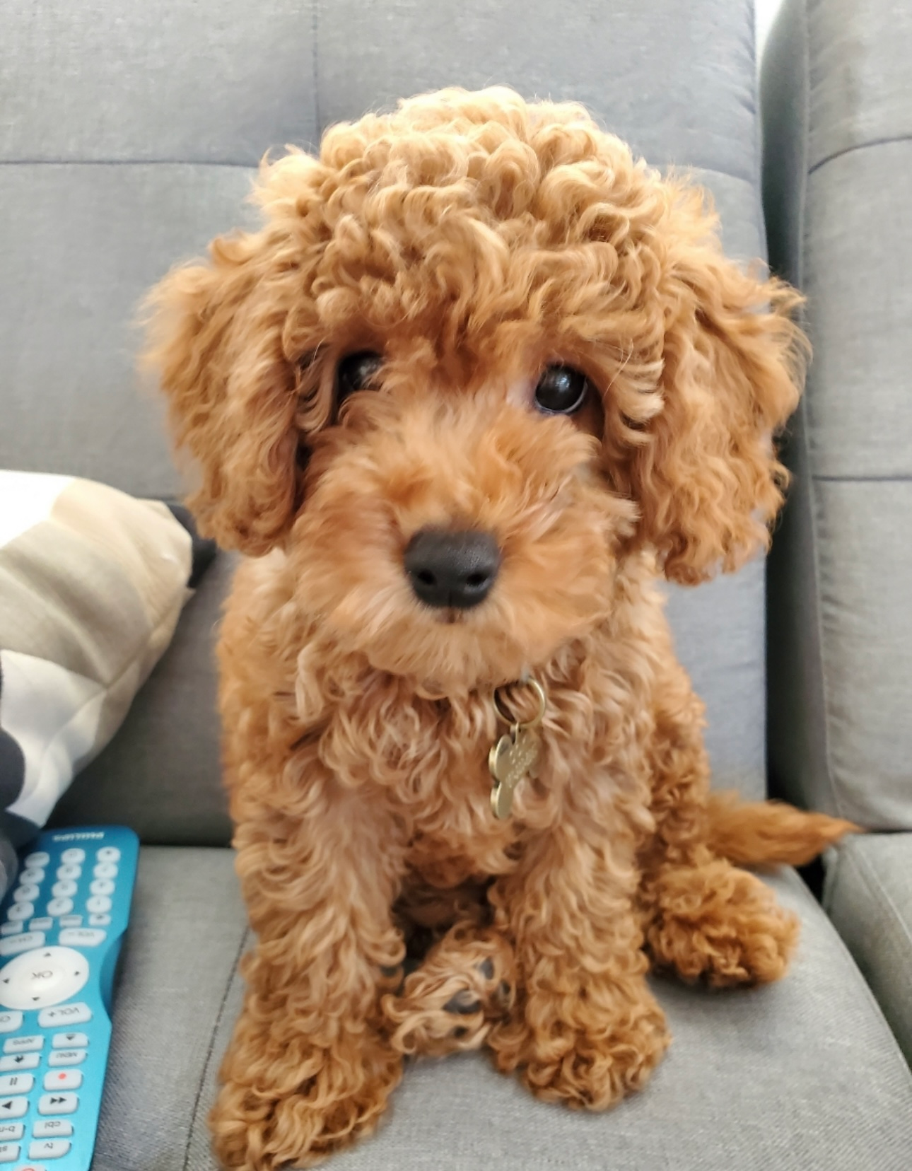 Mini Goldendoodle Puppy for Adoption