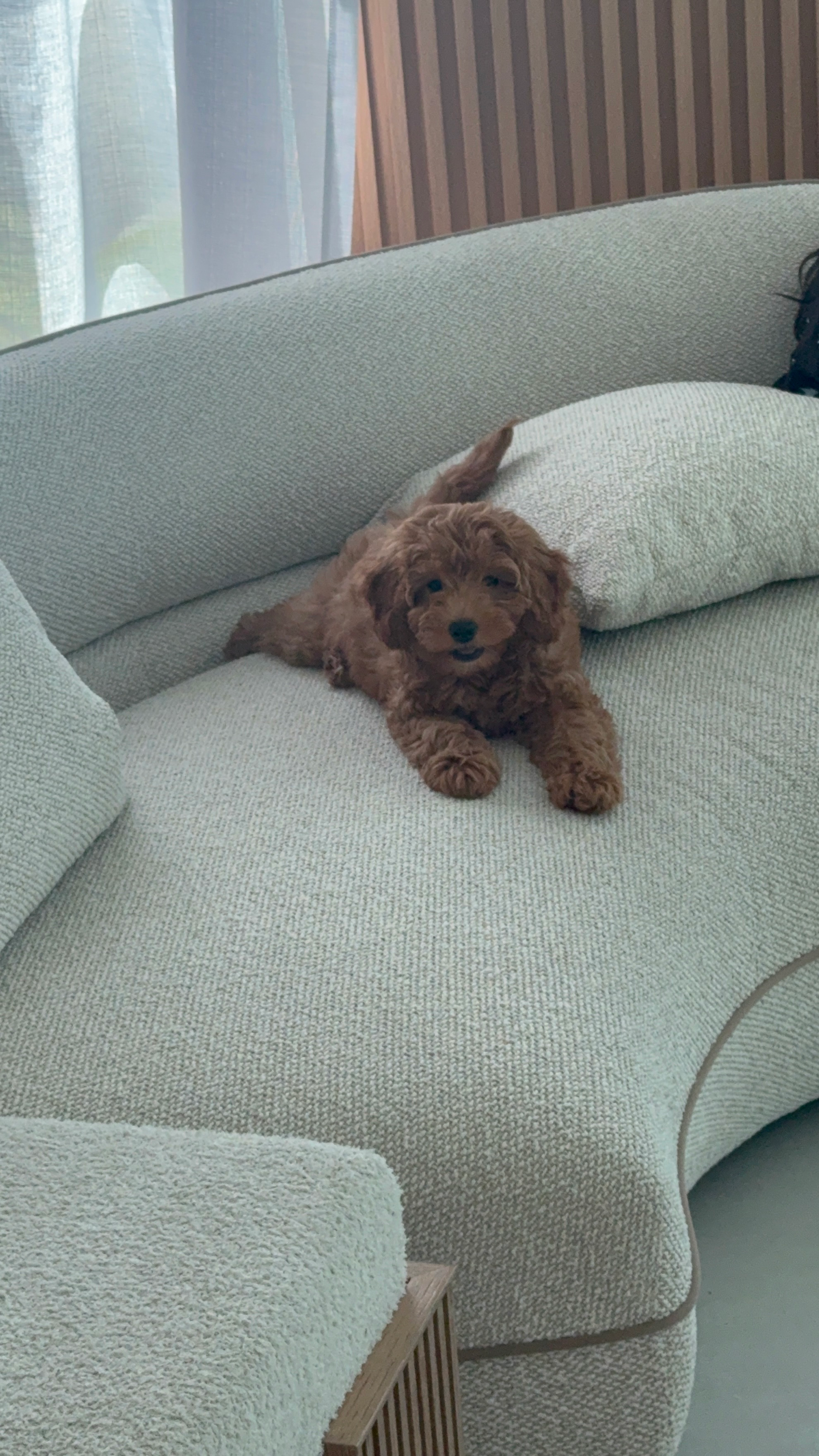 Cute Mini Groodle Poodle Mix Puppy