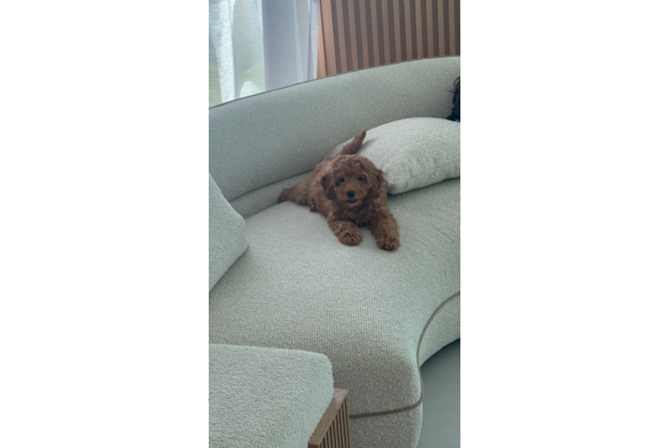 Cute Mini Groodle Poodle Mix Puppy