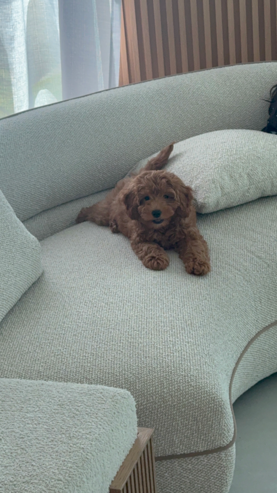 Mini Goldendoodle