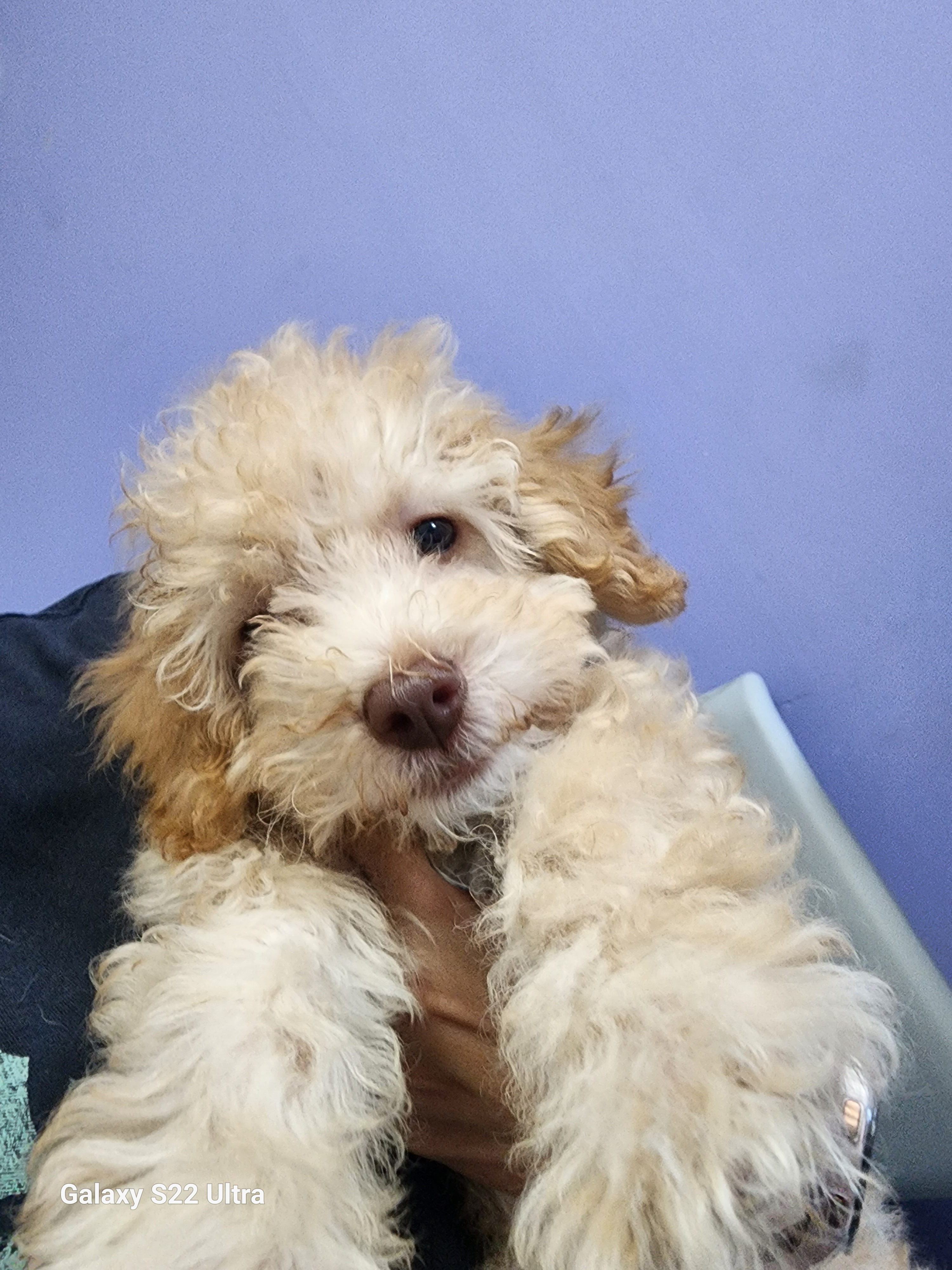 Cute Poodle Baby