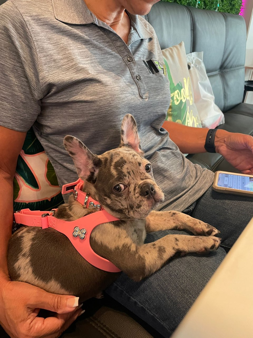 Best French Bulldog Baby