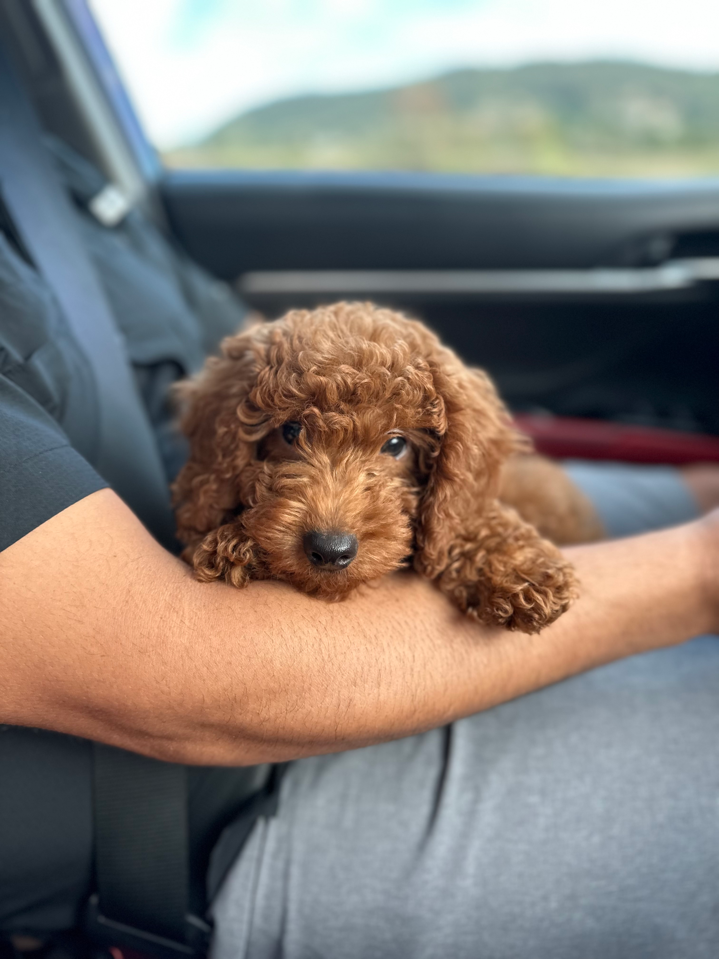 Small Mini Goldendoodle Baby