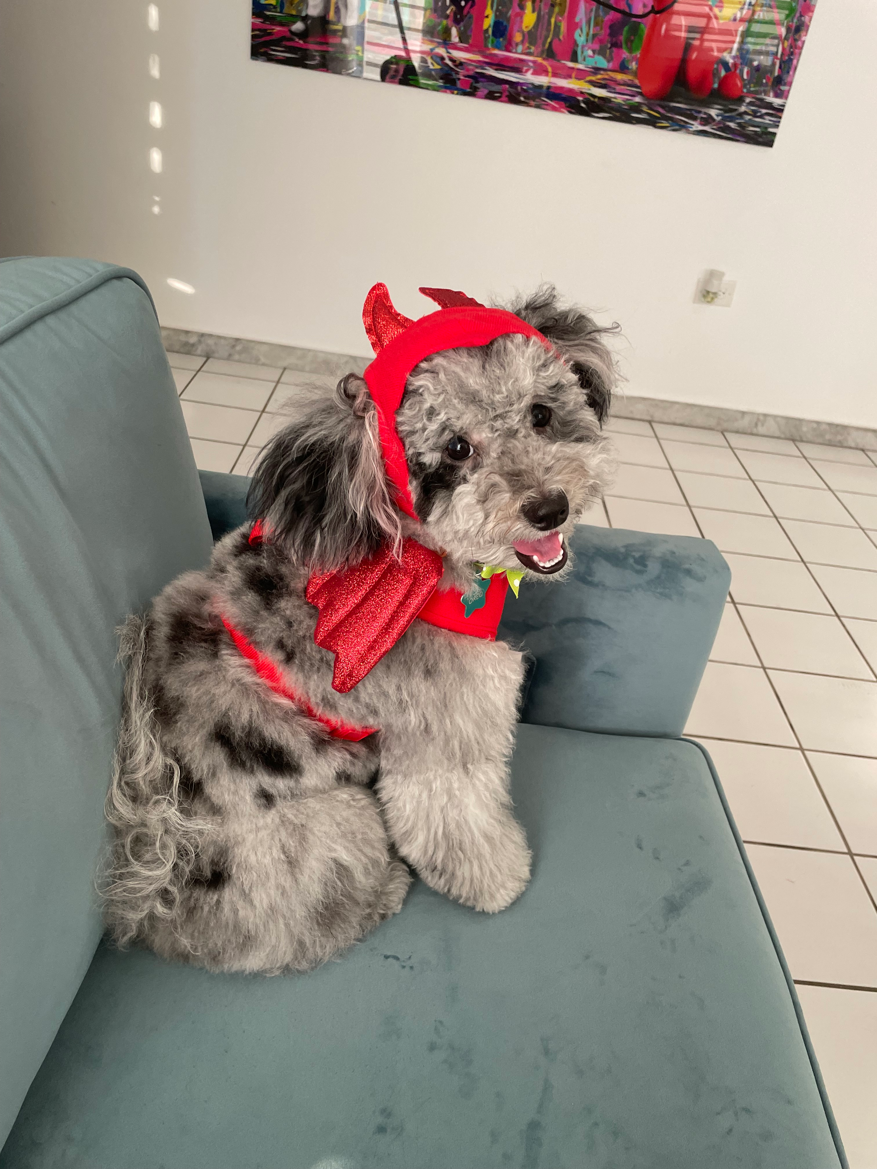 Cute Bernadoodle Poodle Mix Puppy