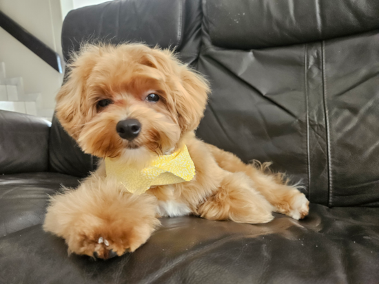 Maltipoo