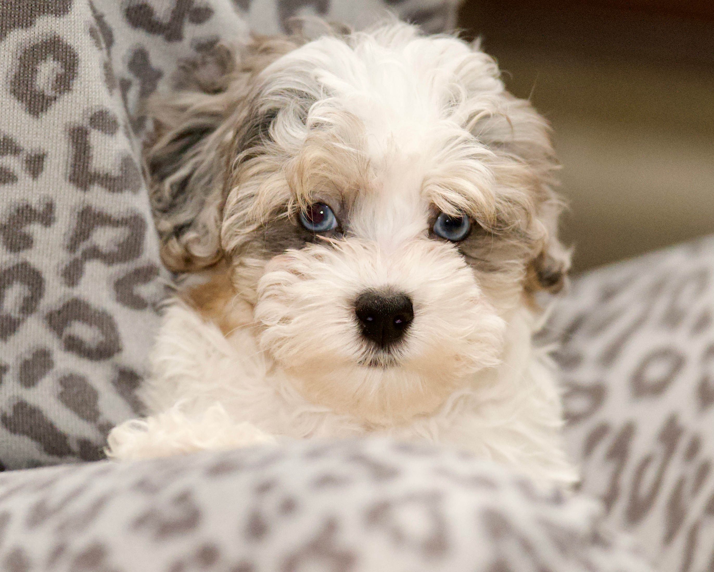 Havapoo Pup Being Cute