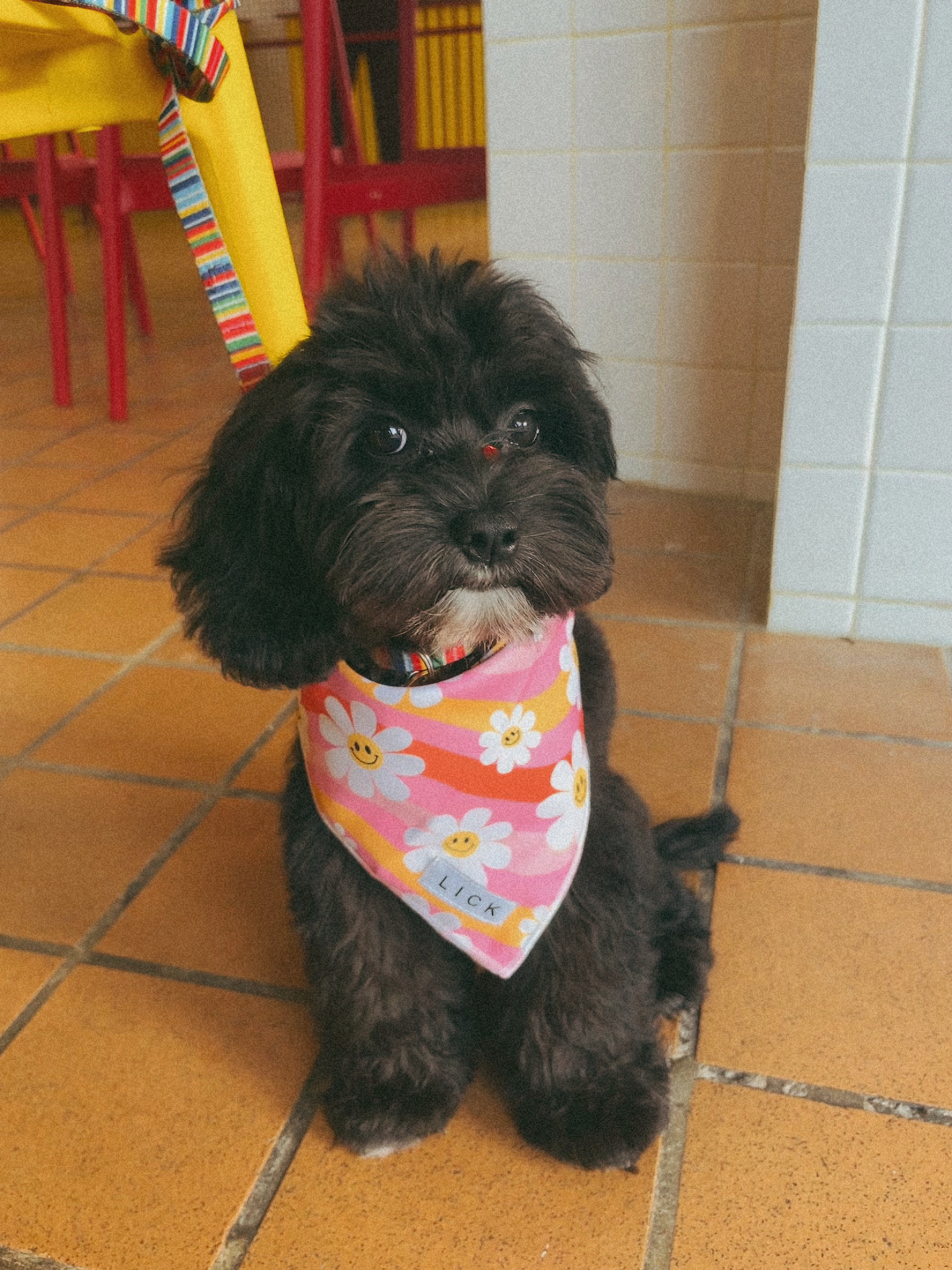 Cockapoo Puppy for Adoption