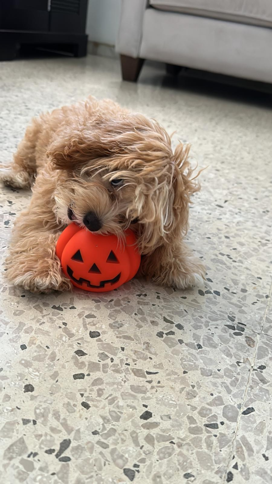 Cavapoo